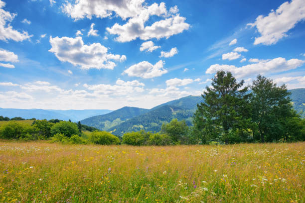 istock mountain landscape with grassy meadow 1492861373