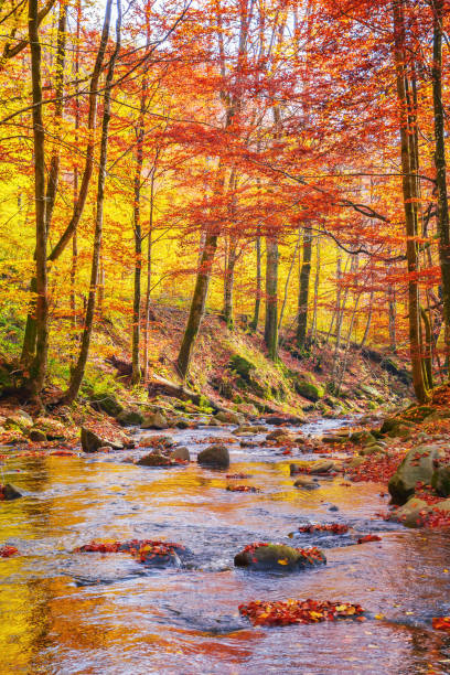 istock water stream in the natural park 1492861686