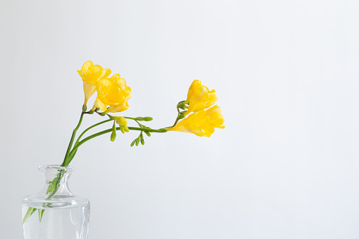 Bouquet of flowers (tulips and daffodils) in a golden vase on a gray background. Space for copy.
