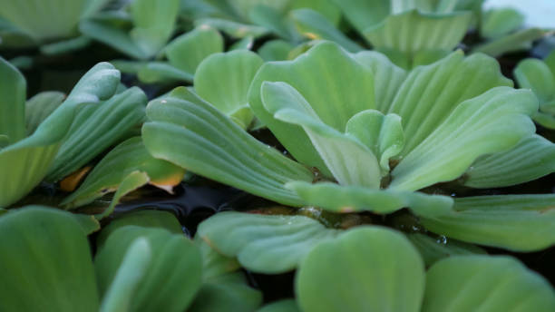 istock Pistia stratiotes or water lettuce 1492865070