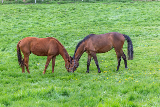 Two horses in the pasture