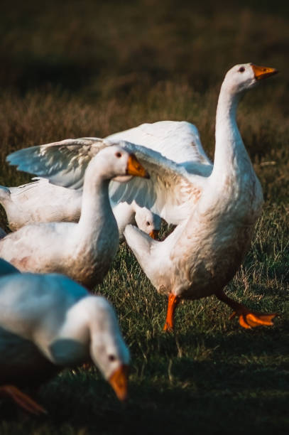 istock Group of geese with focus on hidden one 1492865457
