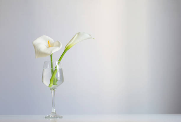 istock calla flowers in glass on white background 1492865836