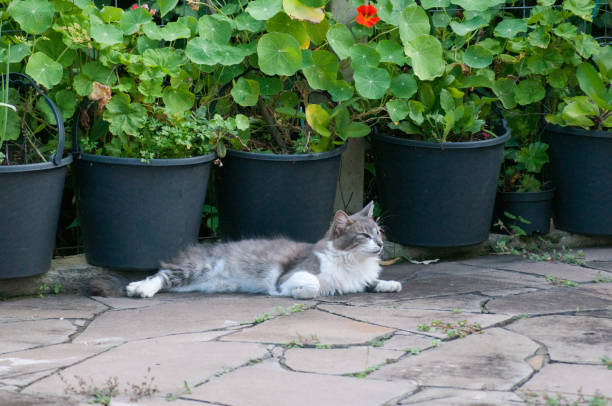 istock Cute cat relaxing on the floor 1492866896