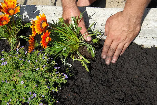 hands putting gazania flower in black soil in flowerbed