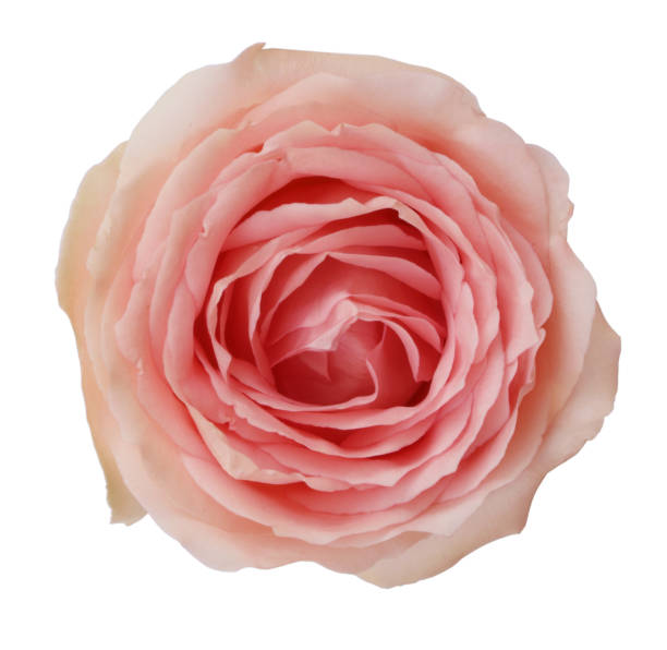 istock Beautiful pink rose isolated on white background. 1492869146