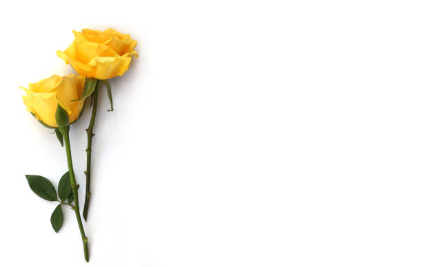 Close-up yellow rose. Nature background. Soft focus