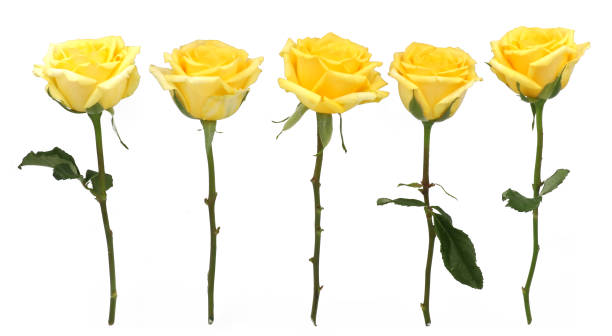 istock Flower and rose background. yellow roses composition. 1492869222