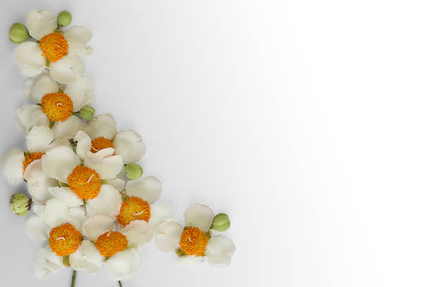 White and yellow flower isolate on white background. Mesua Ferrea Flower. Iron Wood, Indian rose chestnut tree (Mesua ferrea L.). Top view. copy space.