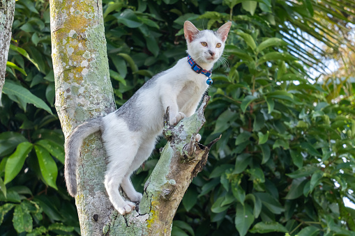 a pet kitten is standing on a tree branch while looking to the left in a cute and cute style