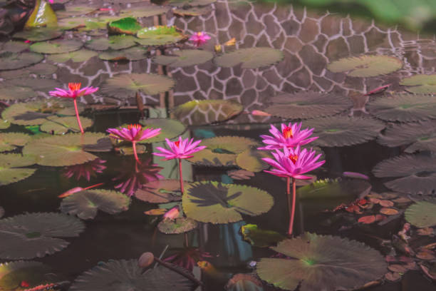 fleurs lotus - zen like single flower lotus water lily photos et images de collection