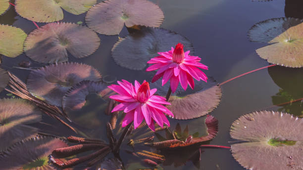 double fleur de lotus - zen like single flower lotus water lily photos et images de collection