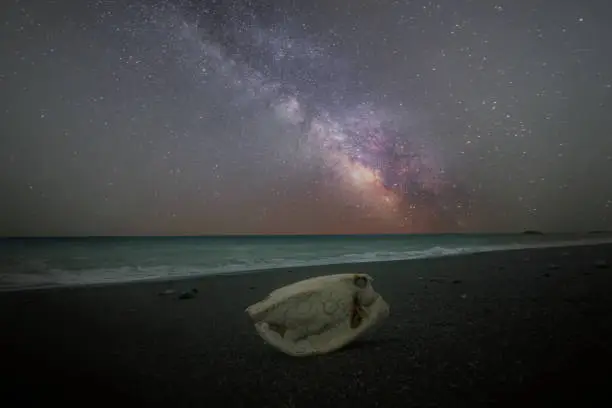 Photo of the beauty of the beach at night is decorated with fish bones and milkyway.
