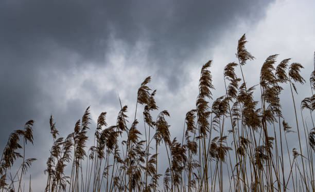 Free Stock Photo of Tall grasses with dark stormy sky | Download Free ...
