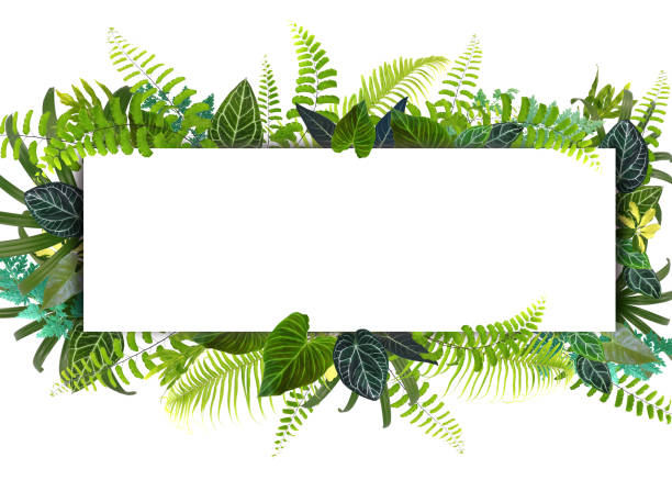 Banner with green tropical leaves on white background. Green leaves frame template. Exotic botanical design.  Spring or summer tropical leaves for invitation, spa, travel, wedding or greeting cards.