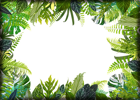 Banner with green tropical leaves on white background. Green leaves frame template. Exotic botanical design.  Spring or summer tropical leaves for invitation, spa, travel, wedding or greeting cards.
