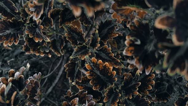 istock A close up of a tree with a frosted pattern 1492874895
