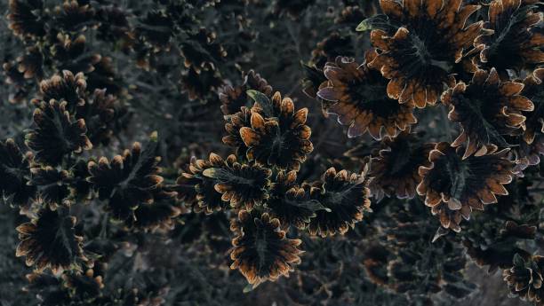 istock A close up of a tree with a dark frosted pattern 1492874935