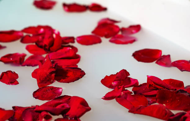 istock Red rose petals floating in bathtub with milk. 1492874968
