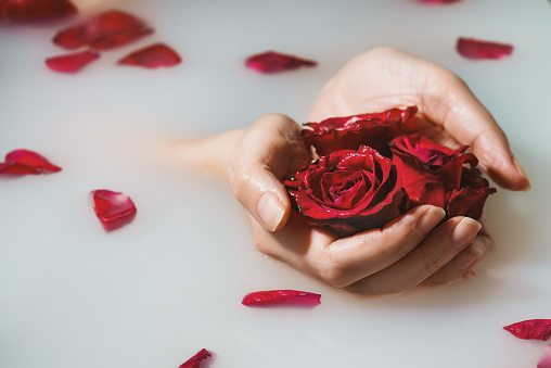 Woman hands holding red roses in bathtub with milk.