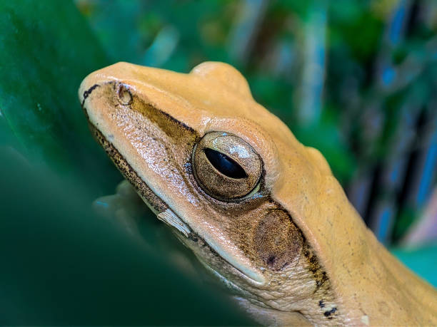istock The common tree frog was sleeping on a leaf, waiting for the rain to come. 1492876032