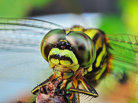 Green Dragonfly is relaxing on a tree branch, while waiting for prey.