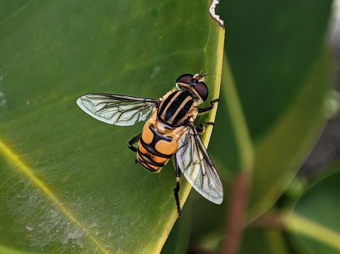 Helophilus pendulus was basking looking for food on the tops of the leaves.