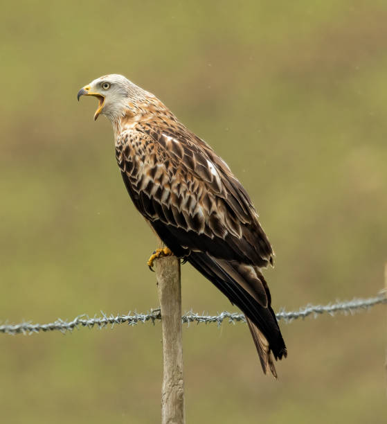 istock Birds of Prey 1492877301
