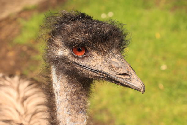 istock Early summer in a zoo 1492877890