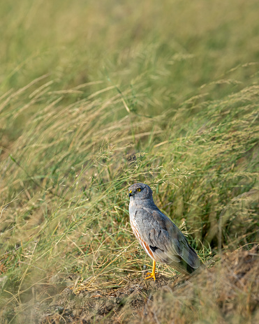 Montagu harrier male or Circus pygargus bird ground perched in natural green grass or meadow during winter migration at tal chhapar sanctuary churu rajasthan india asia