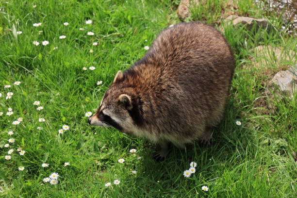 Early summer in a zoo