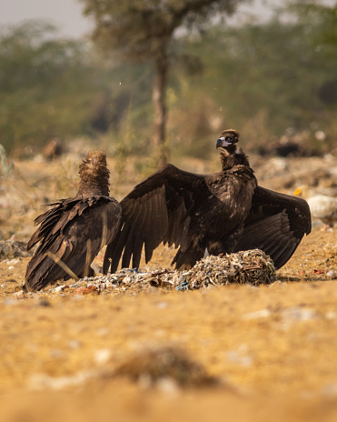 Two Cinereous vulture or black vulture or monk vulture or aegypius monachus fight or in action with full wingspan aggression at desert national park jaisalmer rajasthan india asia