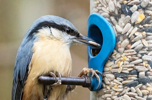 Nuthatch at a bird feeder in Gosforth Park Nature Reserve.