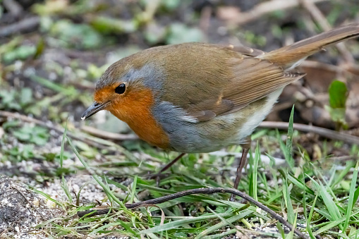 Robin on the ground in Gosforth Park Nature Reserve.