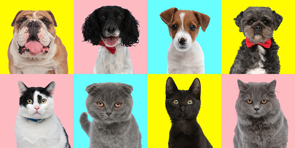 collage with different types of cats and dogs in front of pink, blue and yellow background in studio, concept of diversity