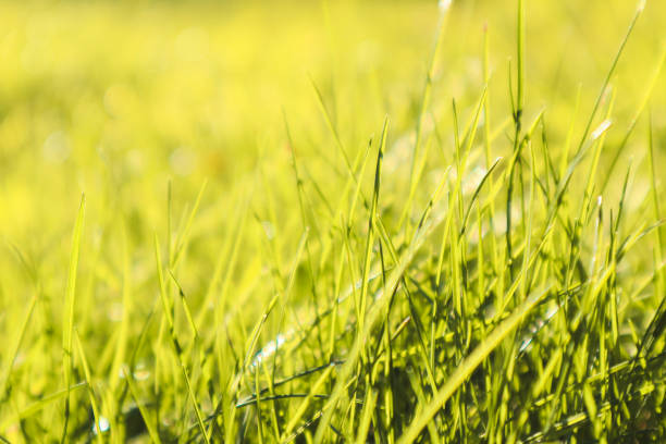 istock Fresh green grass background in sunny summer day in park. Spring background 1492880143