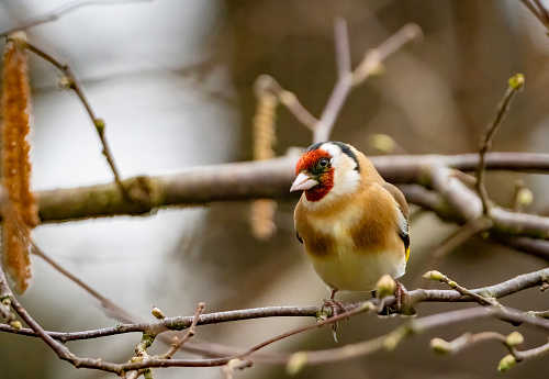 Goldfinch in a tree.