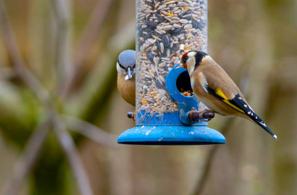 istock Goldfinch and nuthatch on a birdfeeder 1492880371