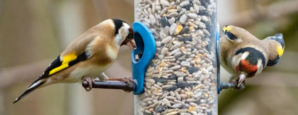 istock Goldfinches on a birdfeeder 1492880385