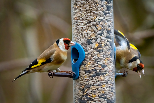 Goldfinches on a birdfeeder.