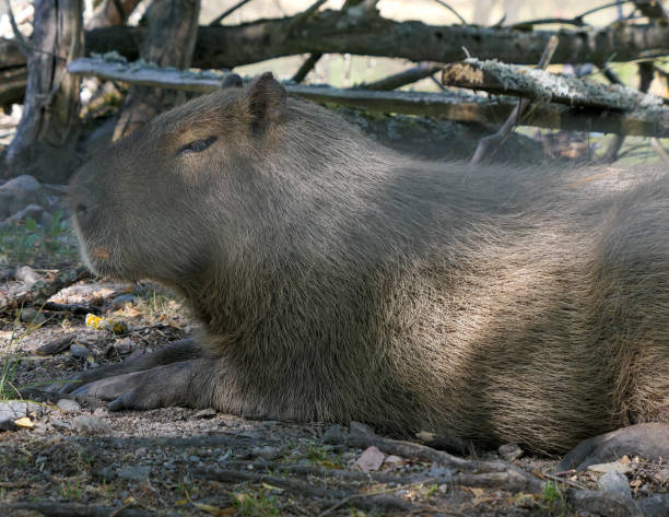 istock Close up of a capybara on field 1492881168