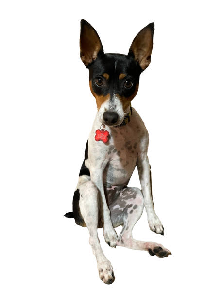 istock Rat terrier sitting up on white background 1492881438