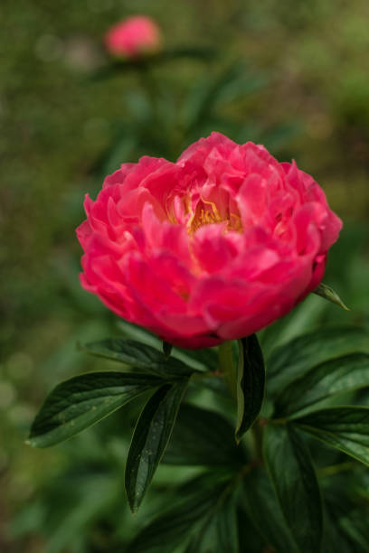 Beautiful Blooming Peony  in the Sunny Spring Garden