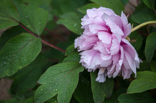 Raindrops on a beautiful pink rose, macro.