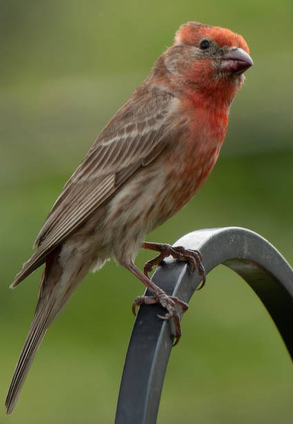 istock A House Finch on a high perch 1492882789