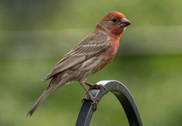 istock A House Finch on a high perch 1492882820