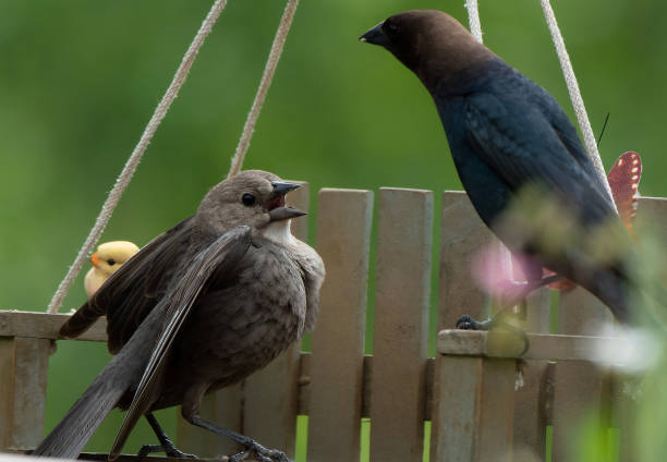 i cowbirds maschi e femmine combattono - cowbird foto e immagini stock