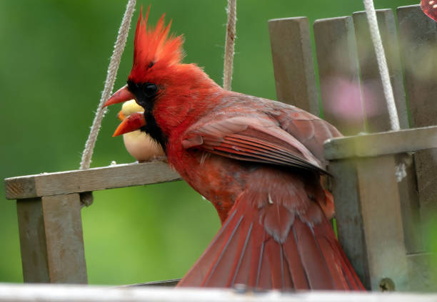 cardinale settentrionale stridulo, bocca aperta - cowbird foto e immagini stock