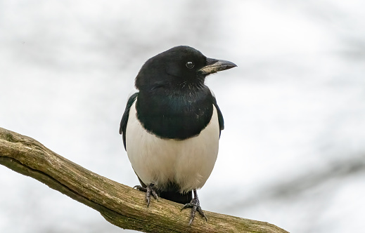 Magpie in a tree in Gosforth Park Nature Reserve.