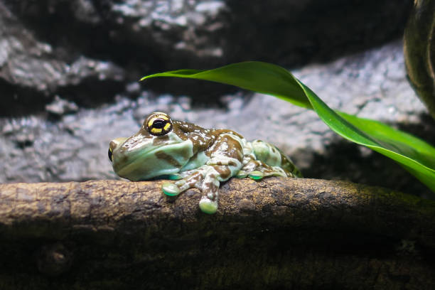 istock Close up of a frog on branch 1492883523